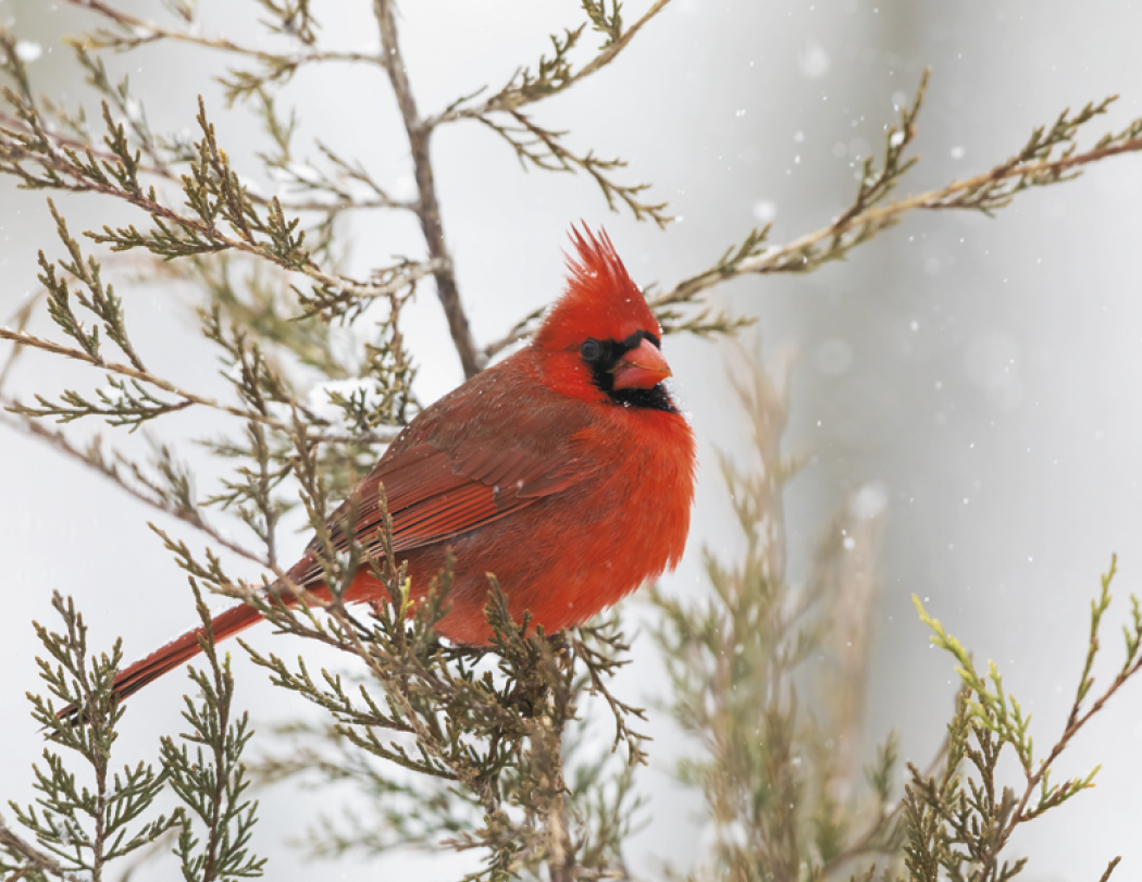 Good Value™ Birds of North America - Spiral Calendar 27