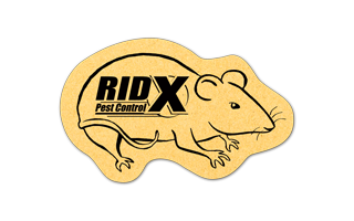 Rat/mouse Compressed Sponge 9