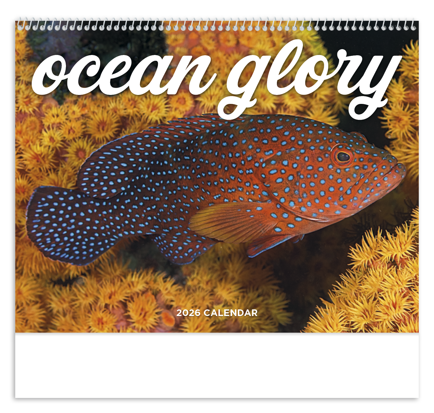 Good Value™ Ocean Glory - Spiral Calendar 48