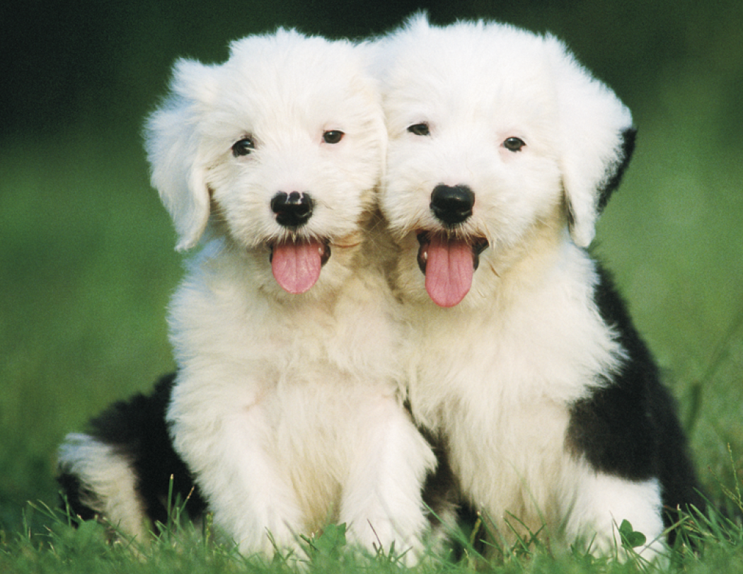 Triumph® Calendars Puppies Calendar 12