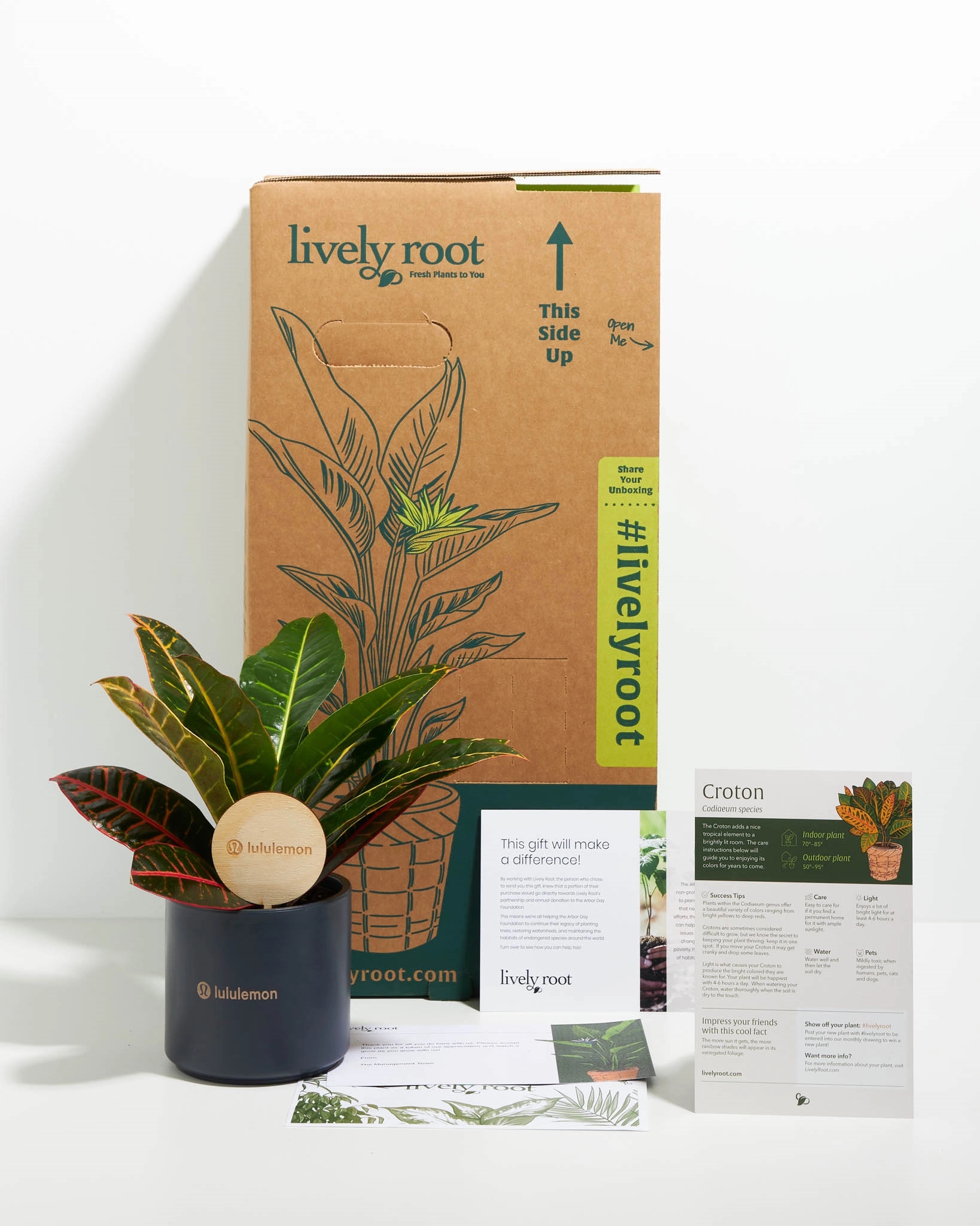 Croton Petra Plant Kit