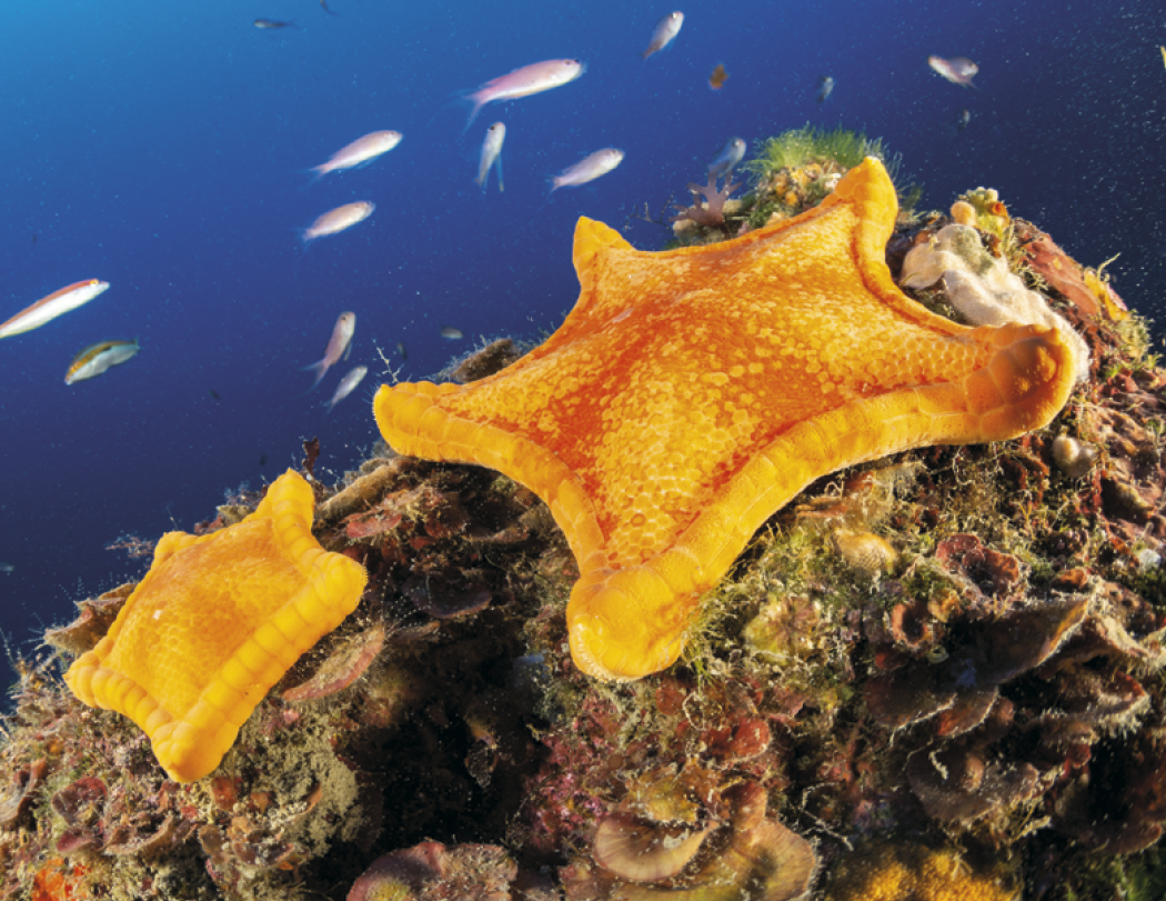 Good Value™ Ocean Glory - Stapled Calendar 41