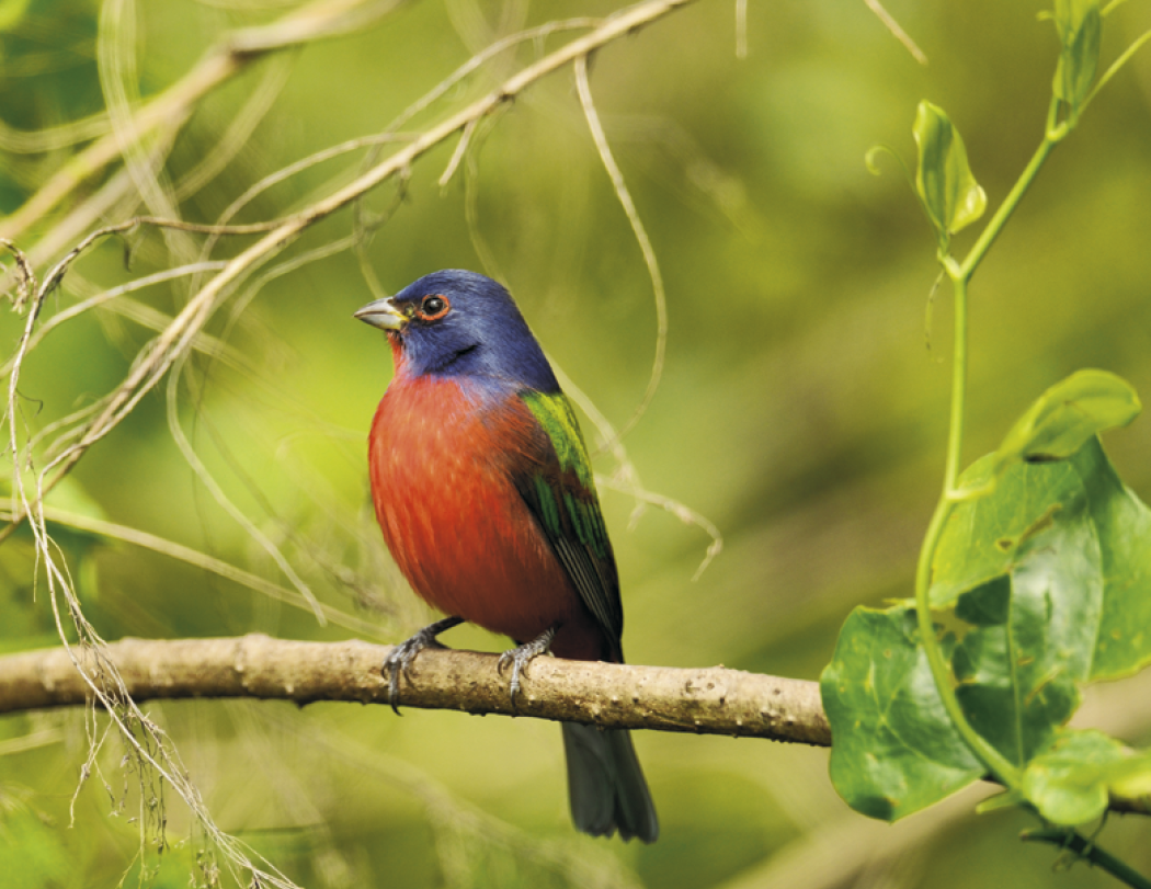 Good Value™ Birds of North America - Spiral Calendar 40