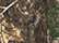 12" Licensed Camo Cuffed Beanie - LCB12 20