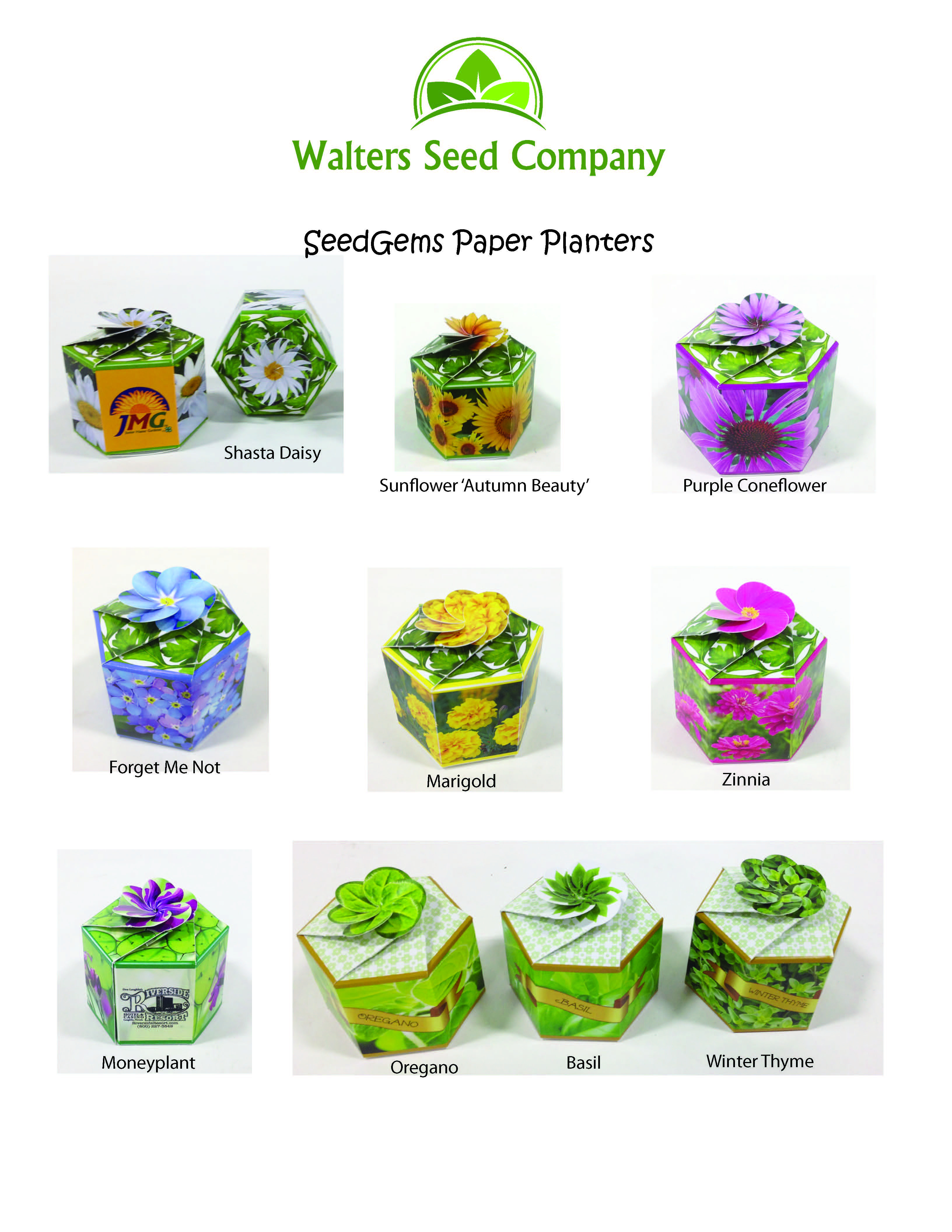 Coleus 'Red Velvet Sun' SeedGems Paper Planter - Biodegradable grow kit 6