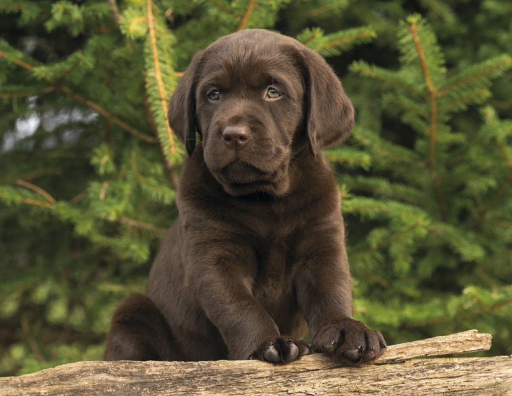 Good Value™ Puppies & Kittens - Spiral Calendar 16