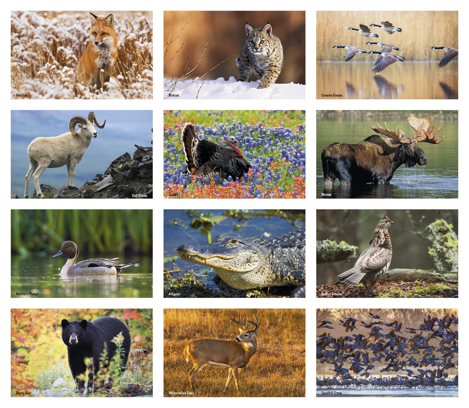 Press-N-Stick Sportsmen Calendar