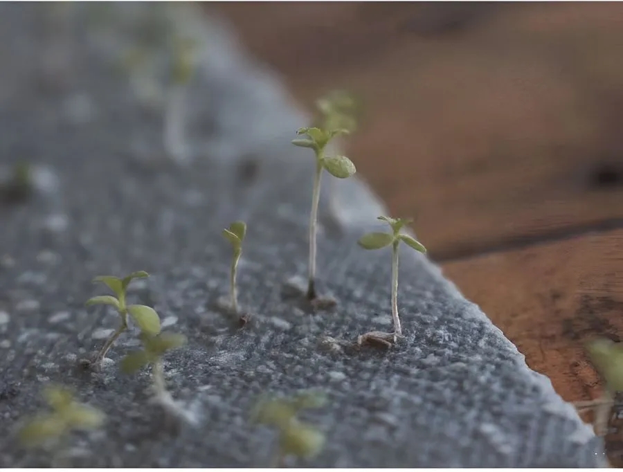 Environmentally Friendly Seed Notecards 1