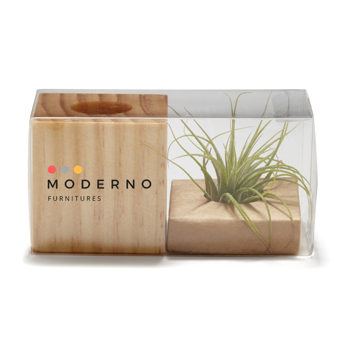 Air Plant 4