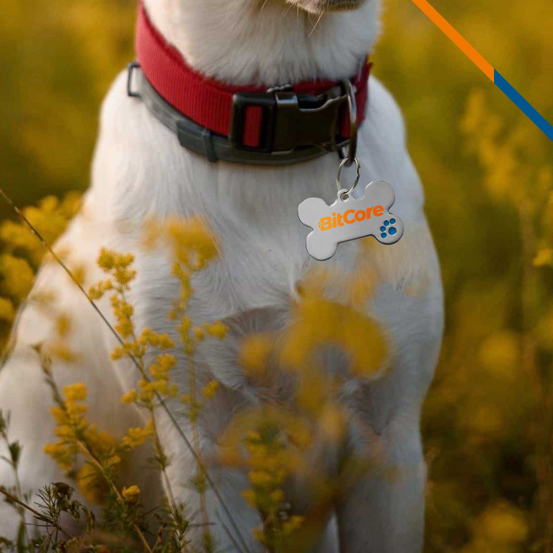 Poody Pet Tag 10