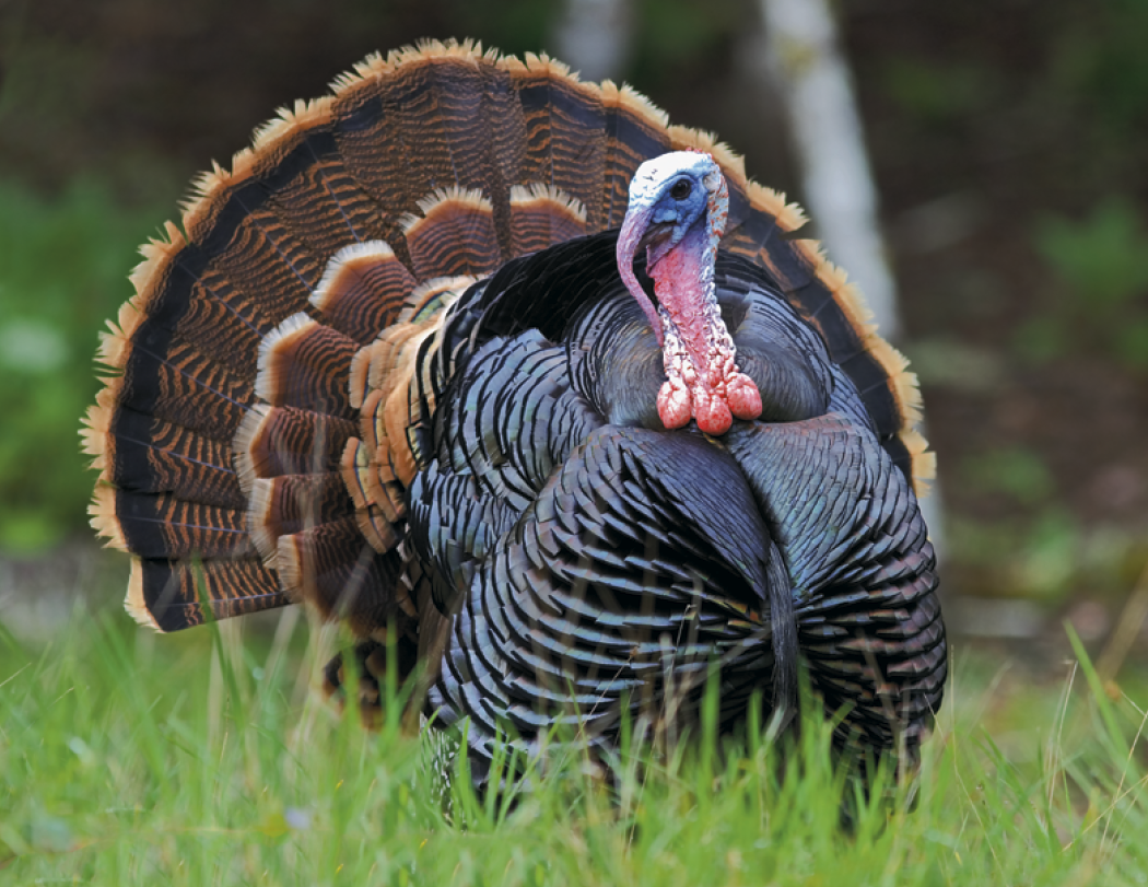 Triumph® Calendars North American Wildlife Calendar 30