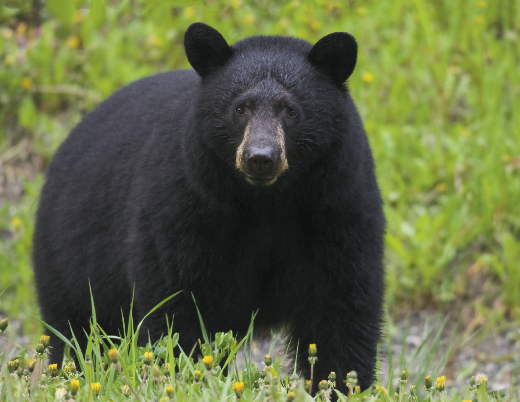 HotLine® Products Wildlife Appointment Calendar - Stapled 12