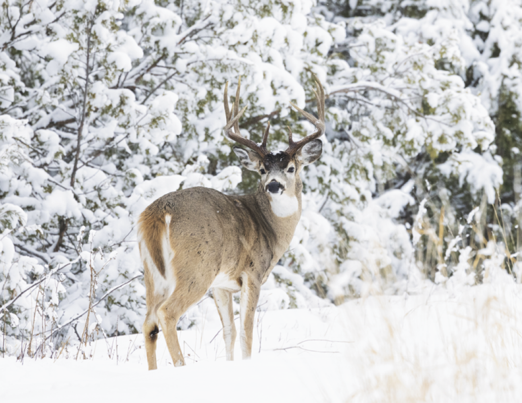 Good Value™ Wildlife Portraits - Spiral Calendar 5