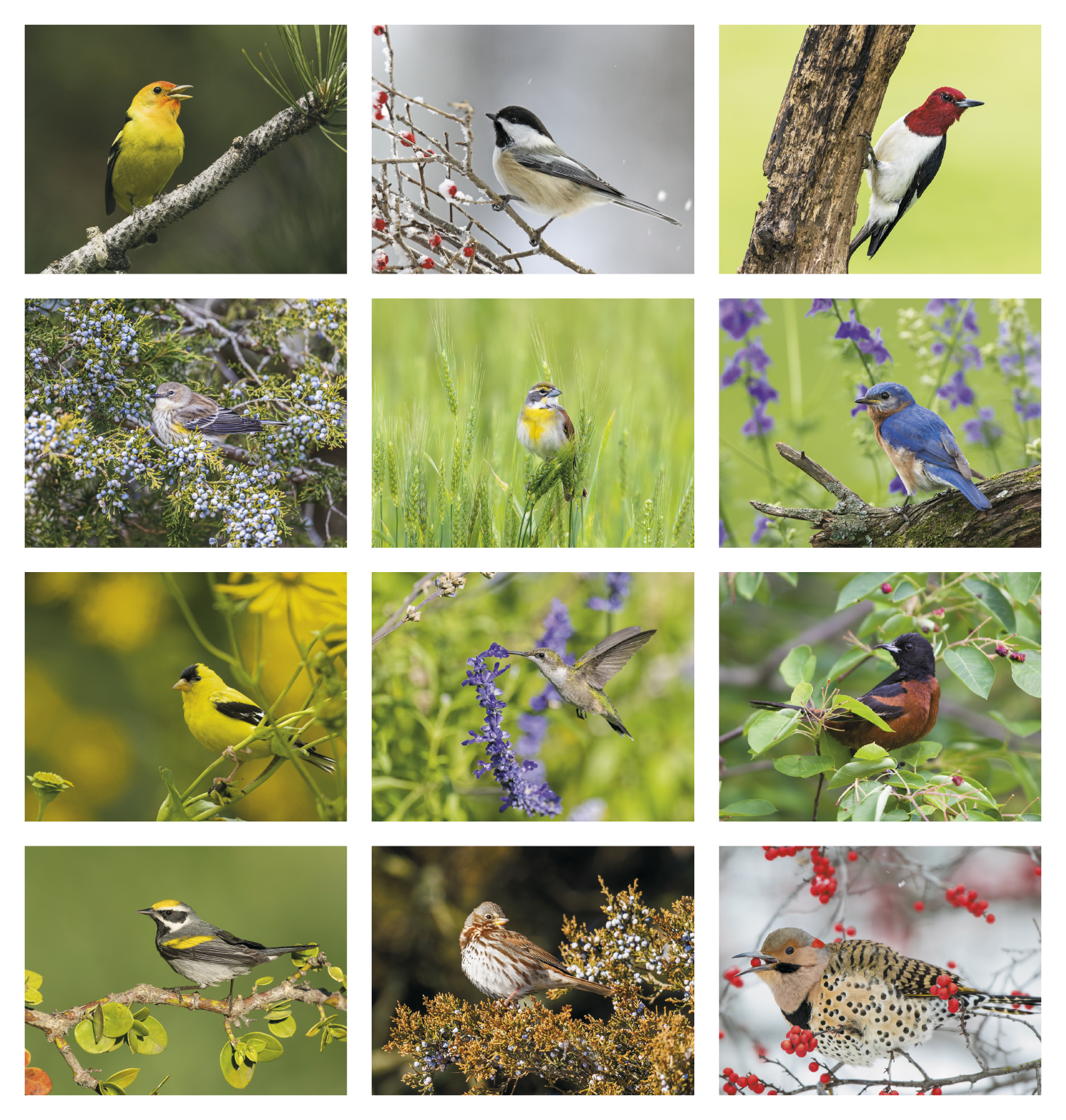 HotLine® Products Songbirds Appointment Calendar - Stapled 56