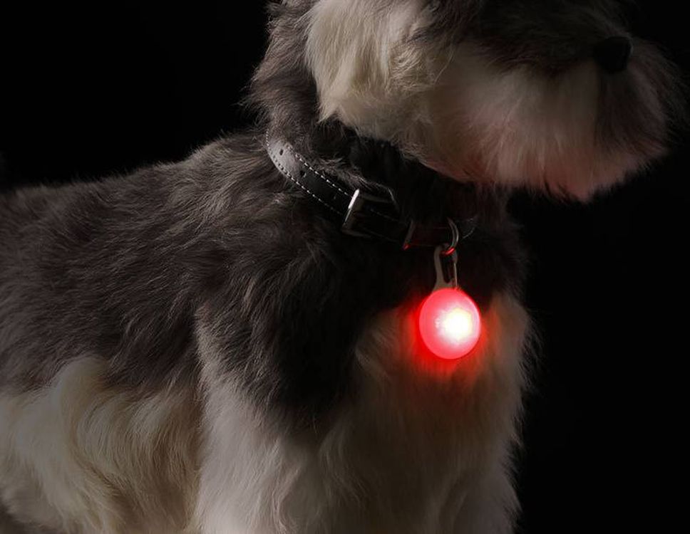 Dog Collar Light 3