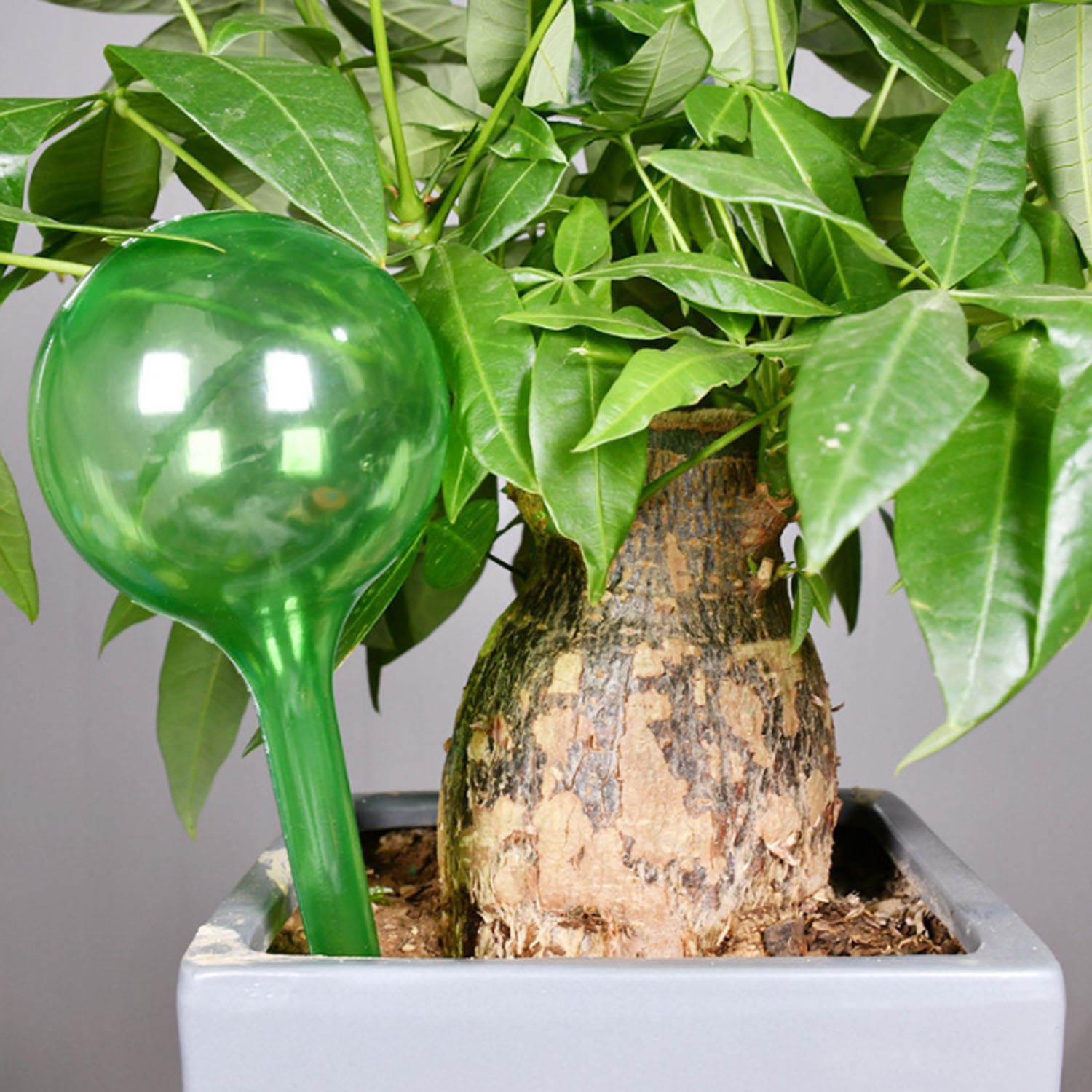 Transparent Plastic Plant Self Watering Bulb 6