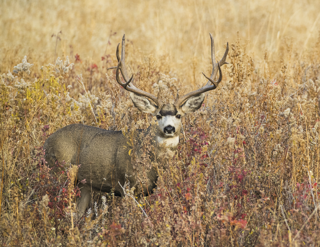 Triumph® Calendars Sportsman Calendar 23