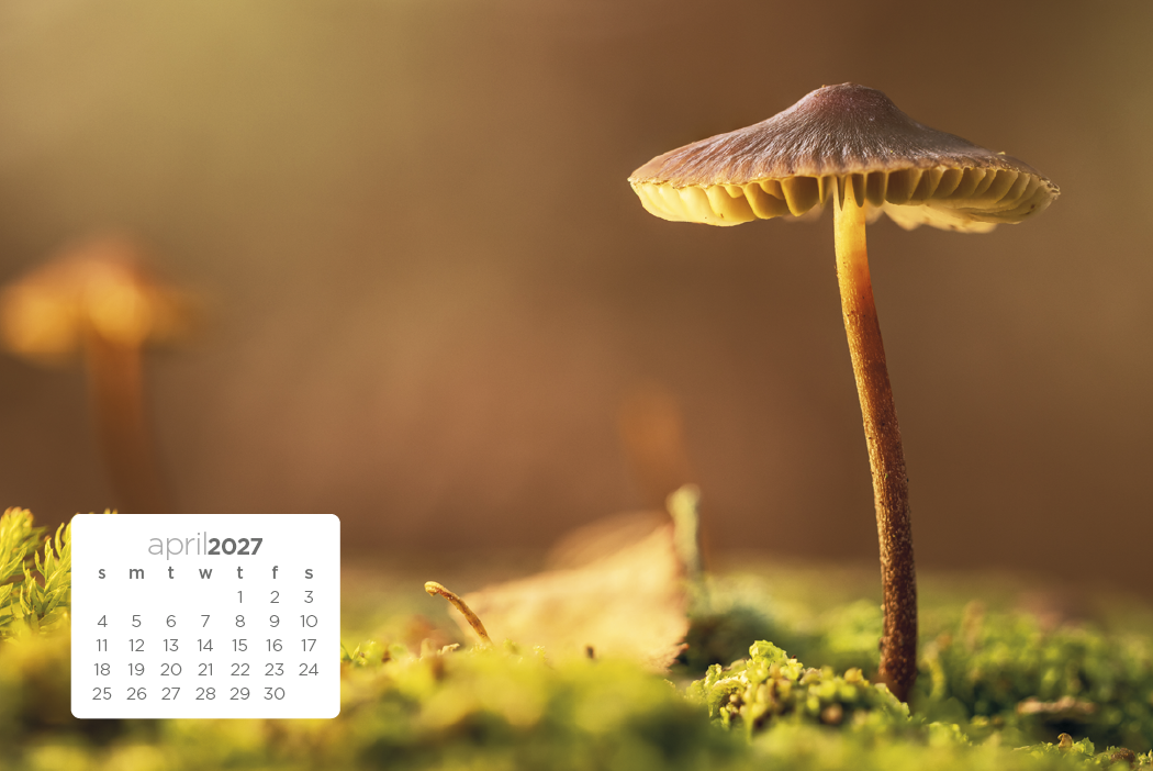 Triumph® Calendars Simplicity Large Desk Calendar 51