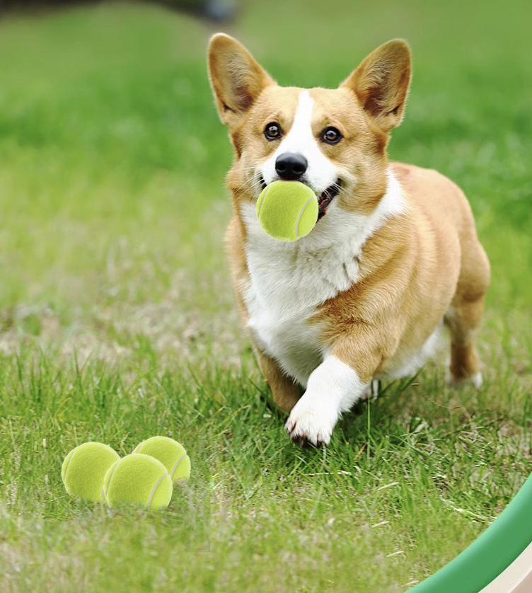 Squeaky Tennis Balls 1