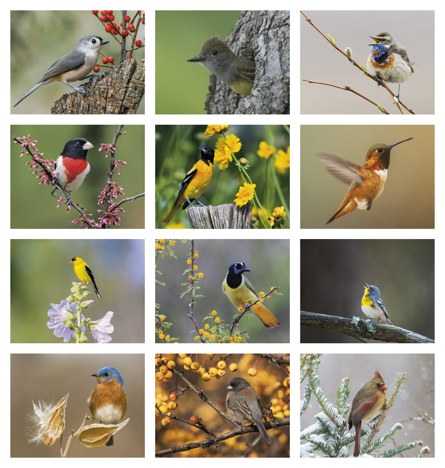 Good Value™ Birds of North America - Spiral Calendar 30