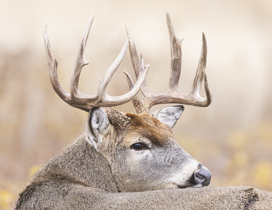 HotLine® Products Trophy Whitetail Deer Appointment Calendar - Stapled 28