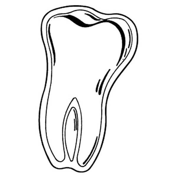 Magnet - Molar/Tooth - Full Color 2