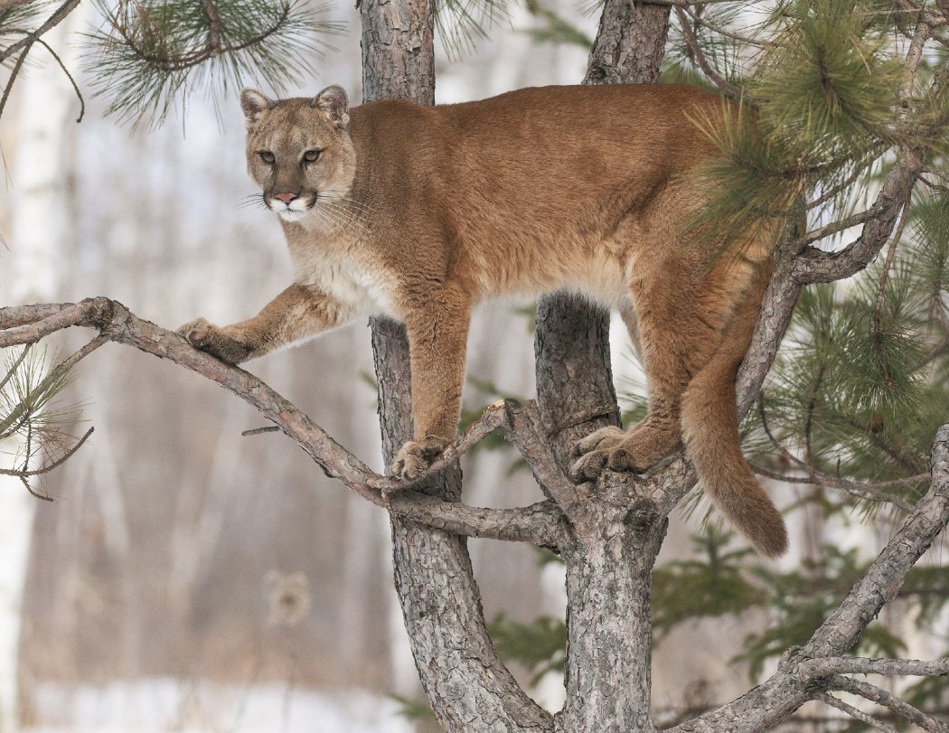 Triumph® Calendars North American Wildlife Calendar 12