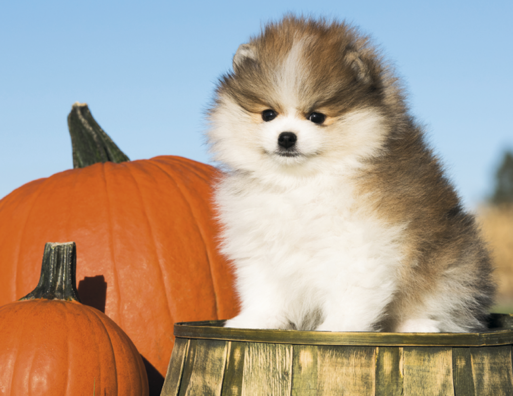 Triumph® Calendars Puppies Calendar 20