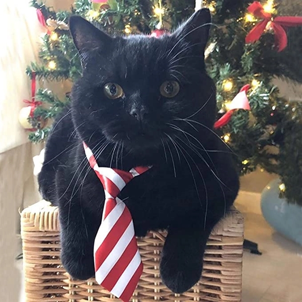Pet Tie 4