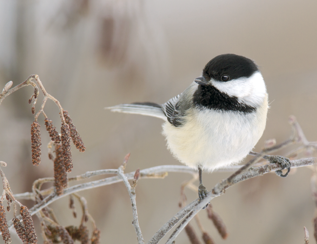 Triumph® Calendars Birds Calendar 58