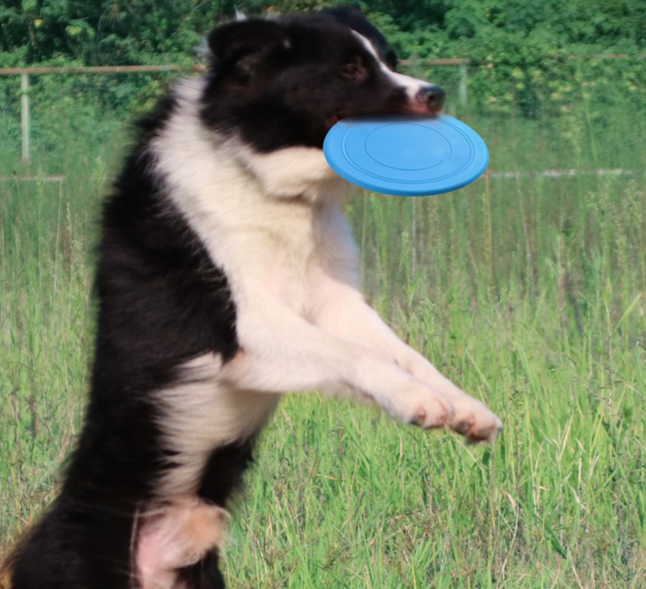 flying disc 1