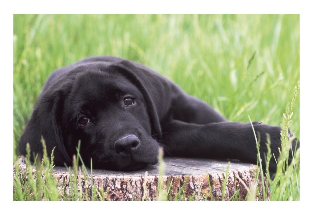 Triumph® Calendars Puppies & Kittens Pocket Calendar 64