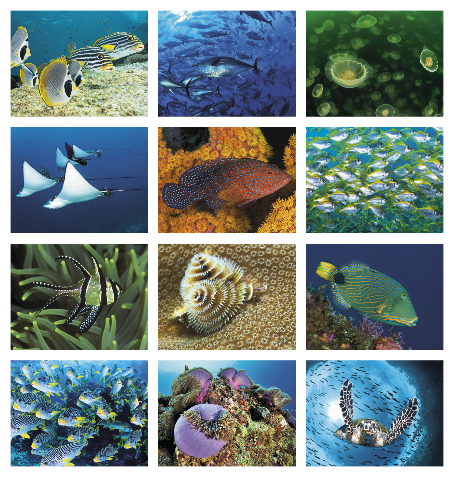 Good Value™ Ocean Glory - Stapled Calendar 66