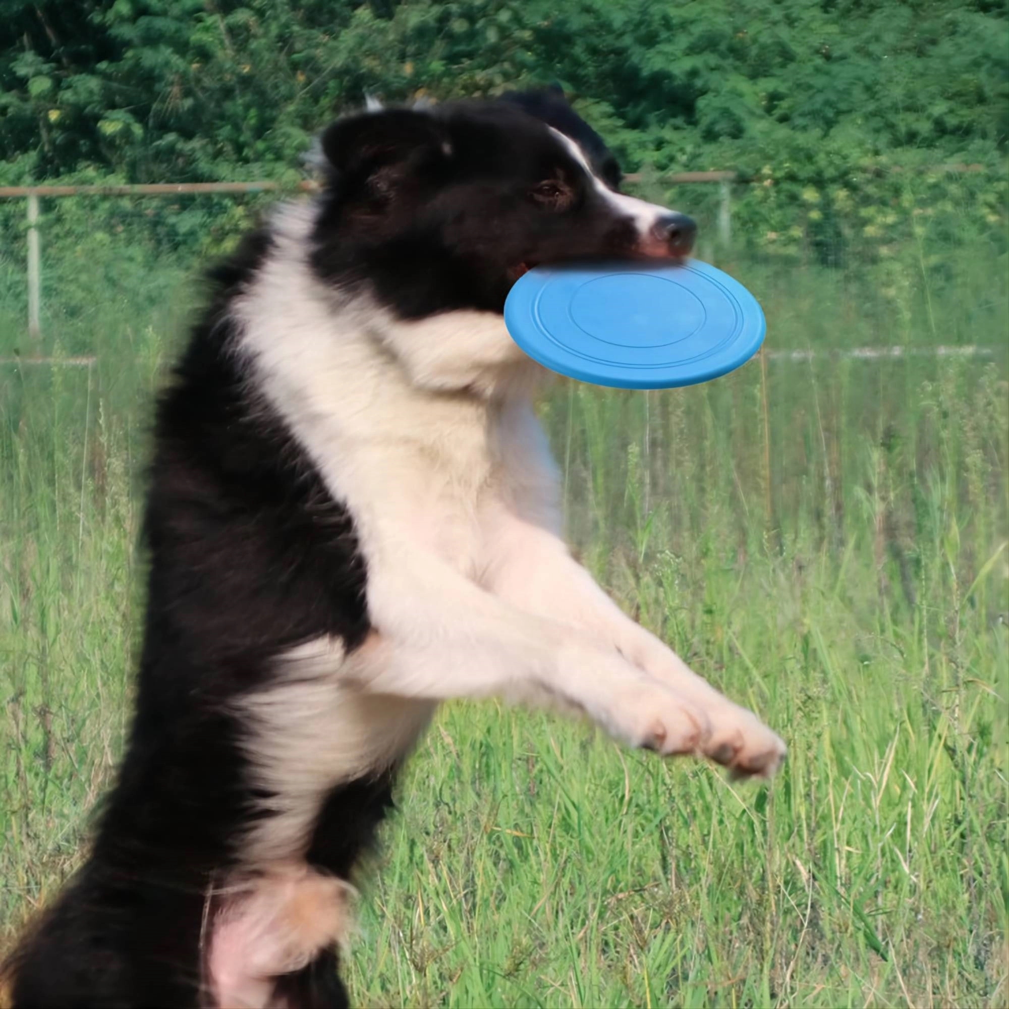 Custom Flying Disc For Pet Supplies MOQ 100PCS 3