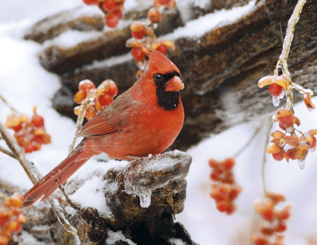 Triumph® Calendars Birds Calendar 22