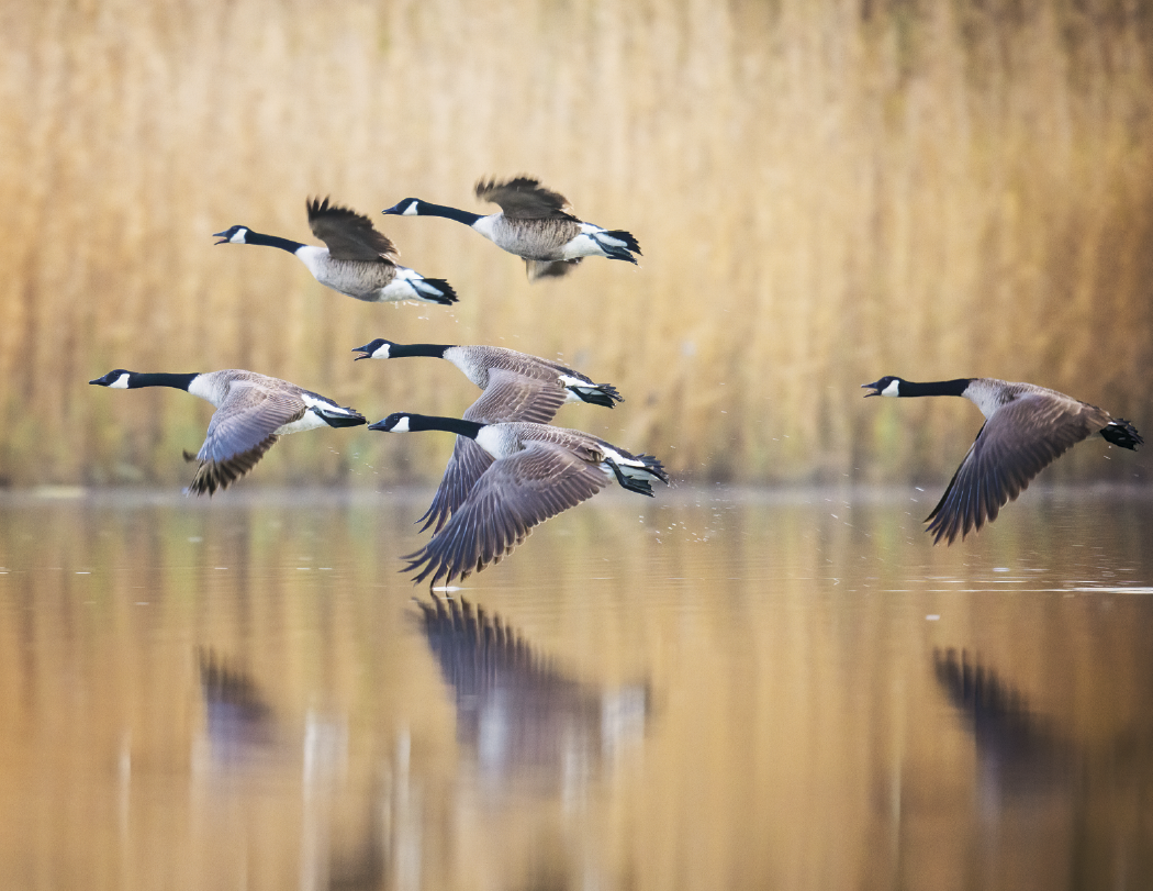 Triumph® Calendars North American Wildlife Calendar 48
