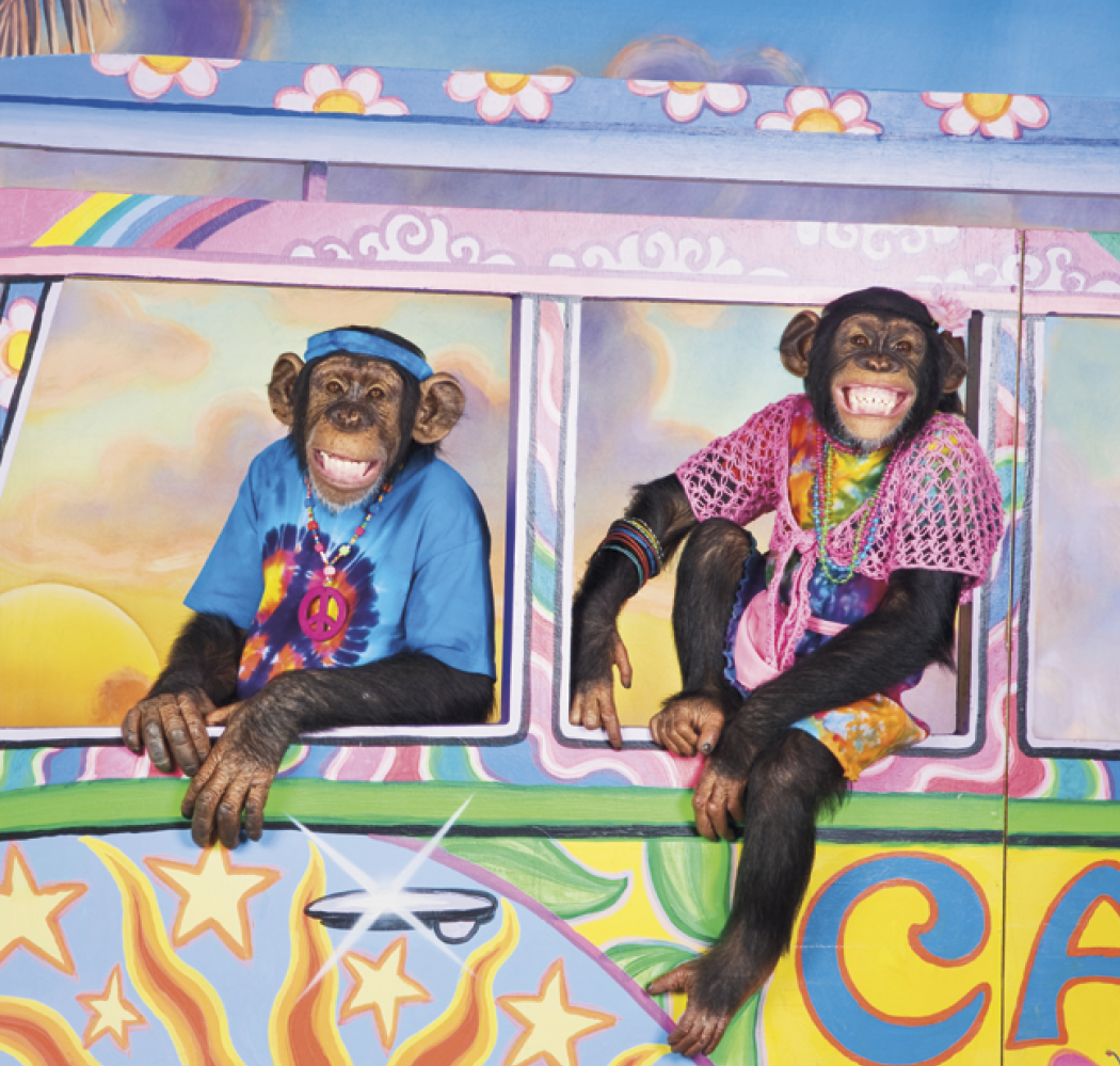 Triumph® Calendars Monkey Business Calendar 7