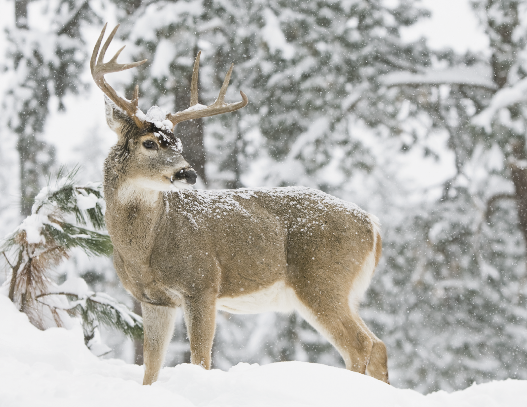 Triumph® Calendars Sportsman Calendar 71