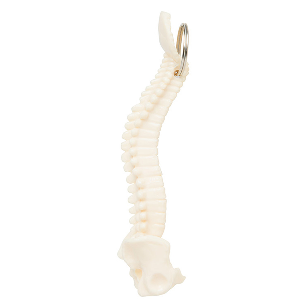 Spine and Pelvis Bone Keyring 8