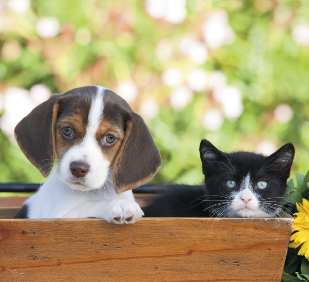Good Value™ Puppies & Kittens - Mini Calendar 24