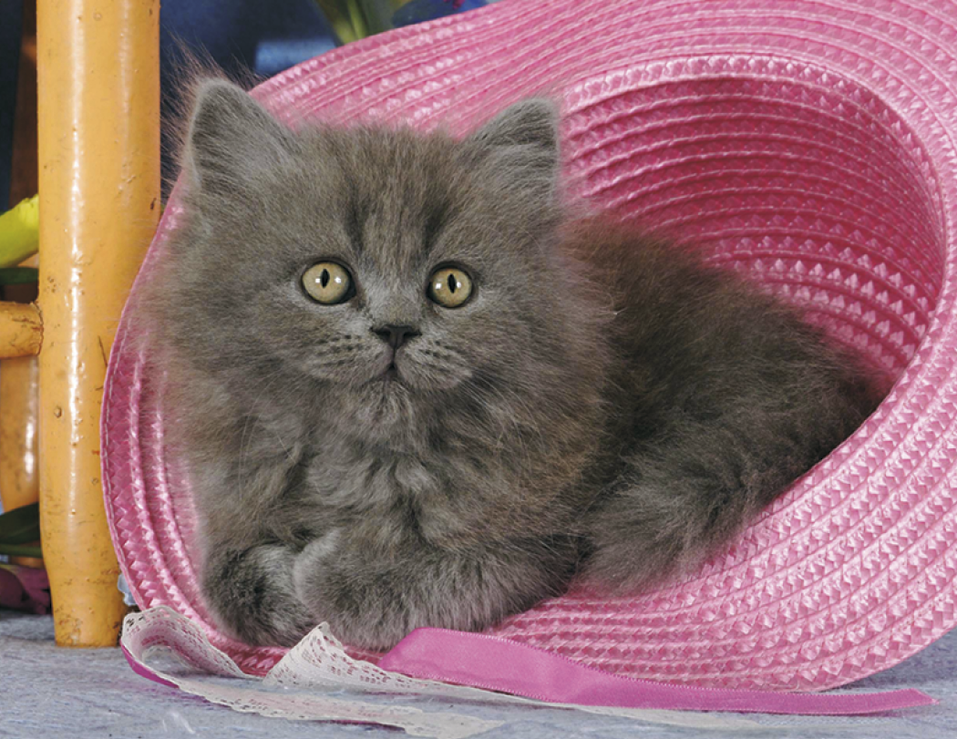 HotLine® Products Four Paws Appointment Calendar - Stapled 13