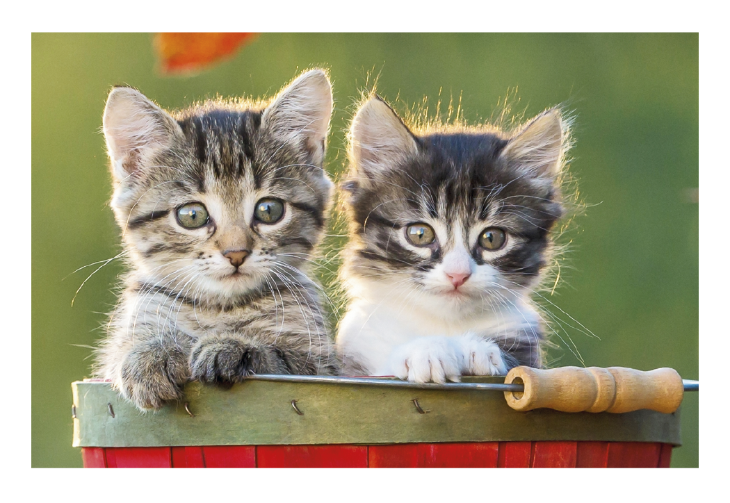 Triumph® Calendars Puppies & Kittens Pocket Calendar 42