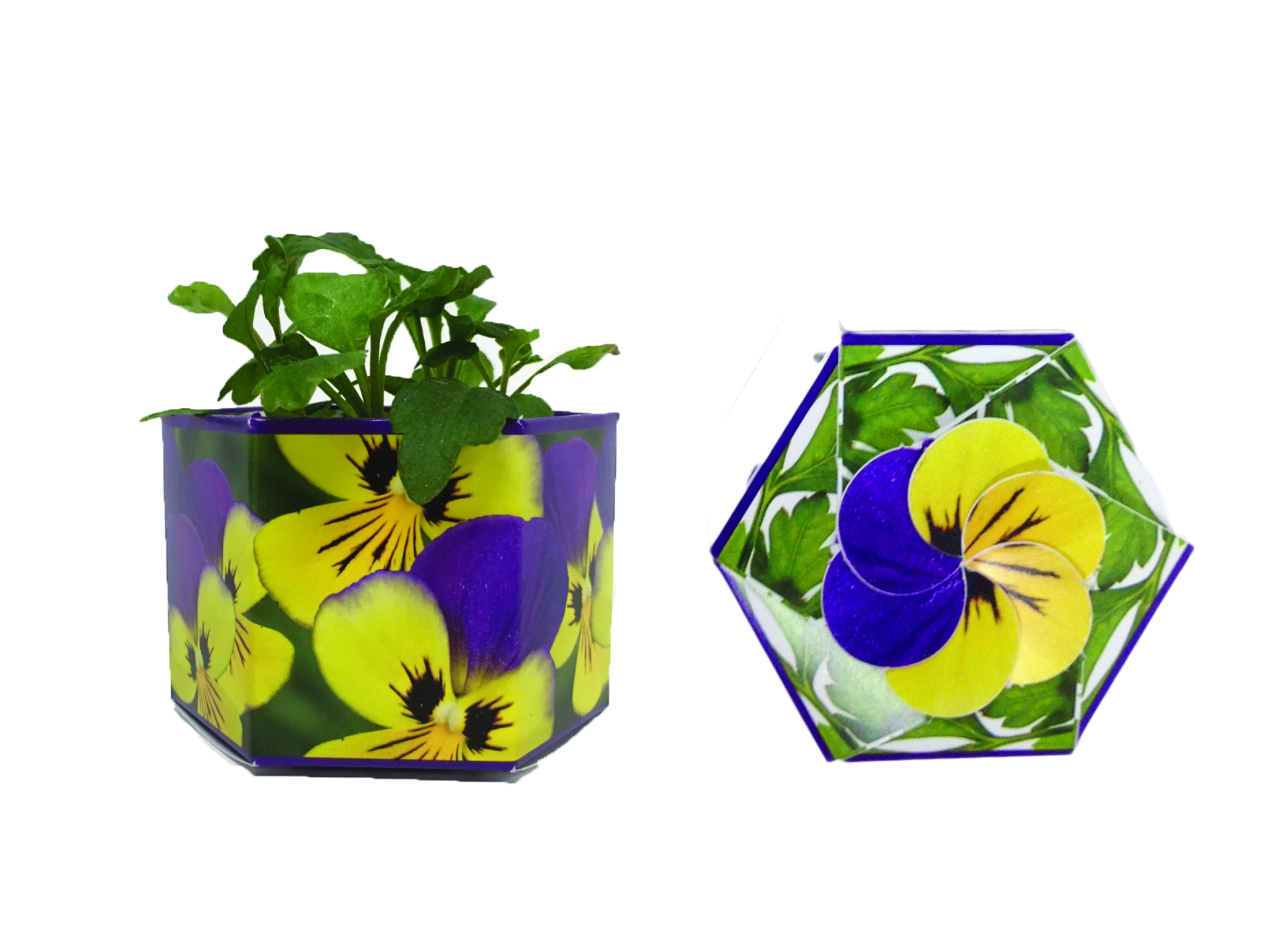 Johnny Jump Up SeedGems Paper Planter - Biodegradable grow kit 2
