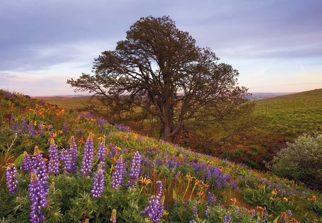 HotLine® Products Scenic America® Executive Calendar 38