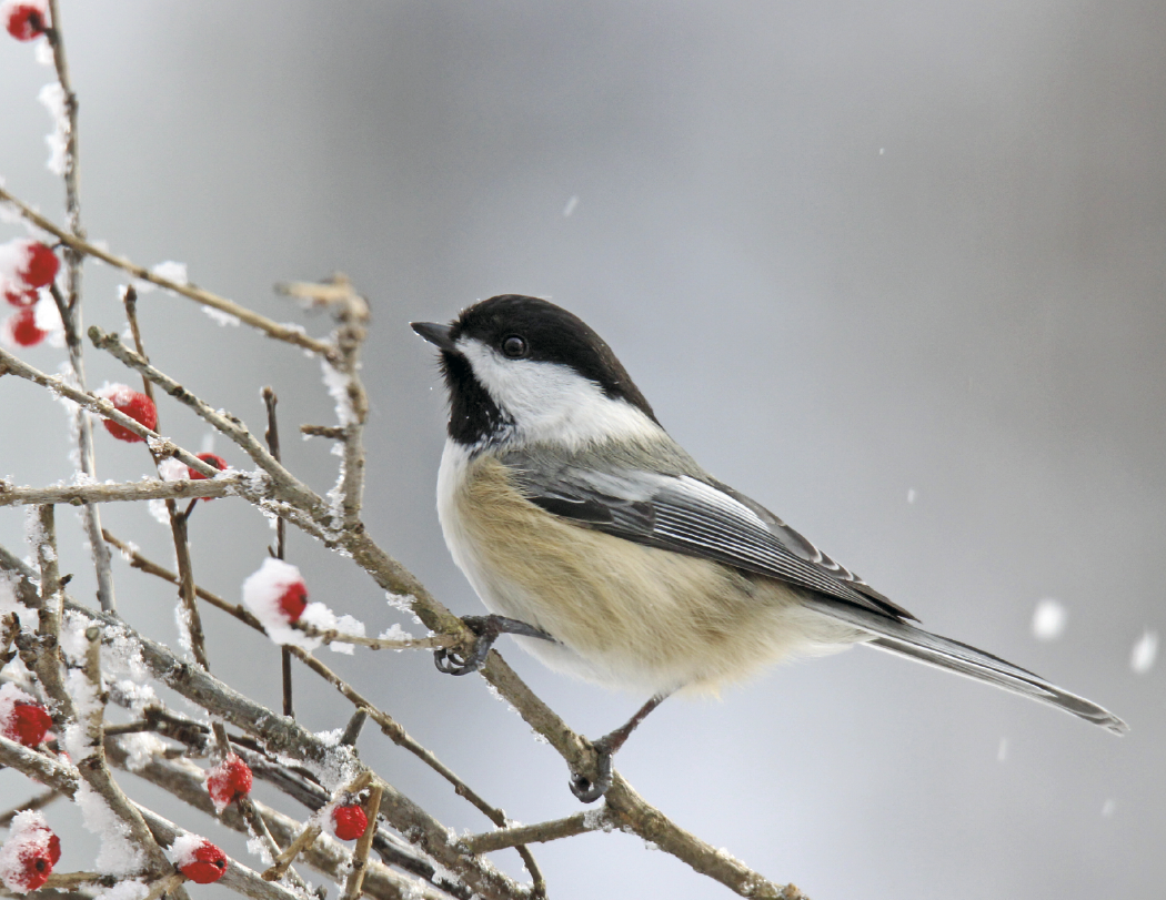 HotLine® Products Songbirds Appointment Calendar - Stapled 14