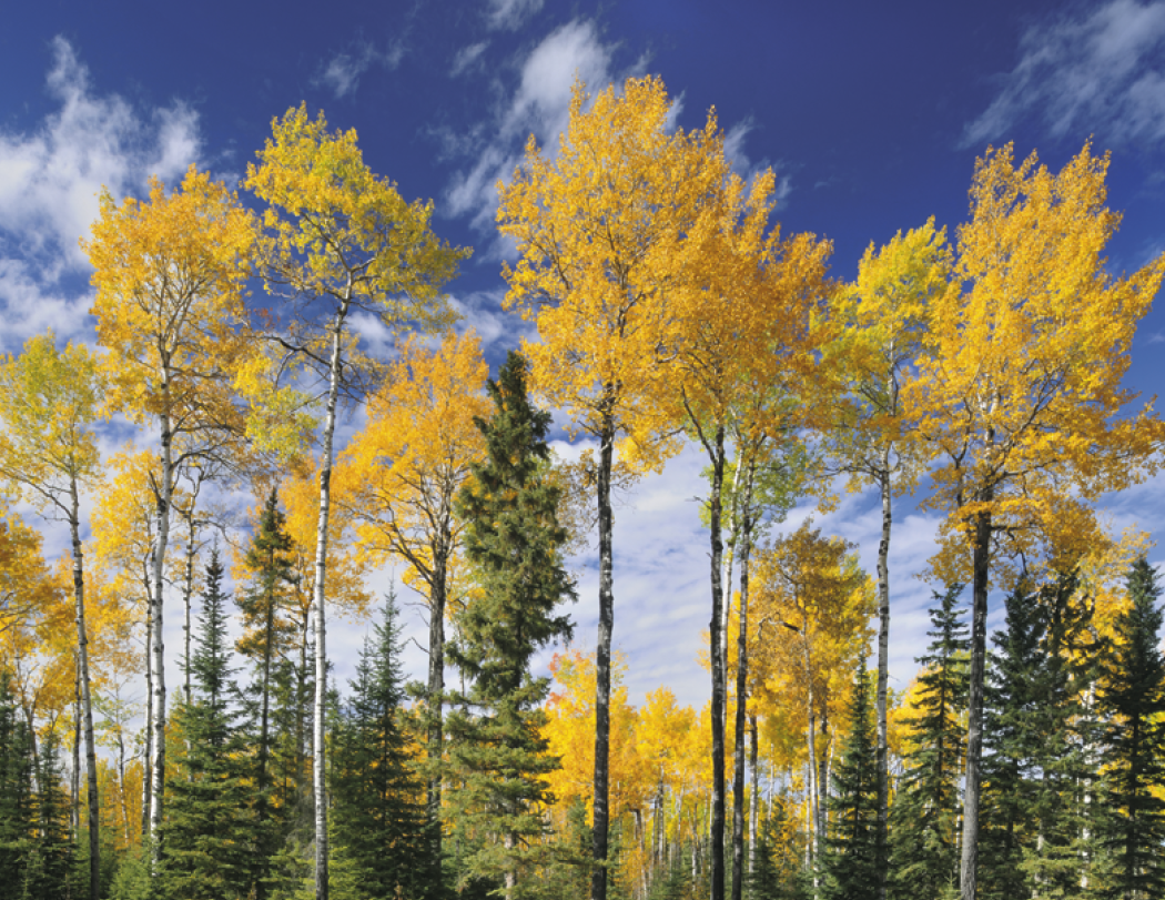 Good Value™ Canadian National Parks - Spiral Calendar 30