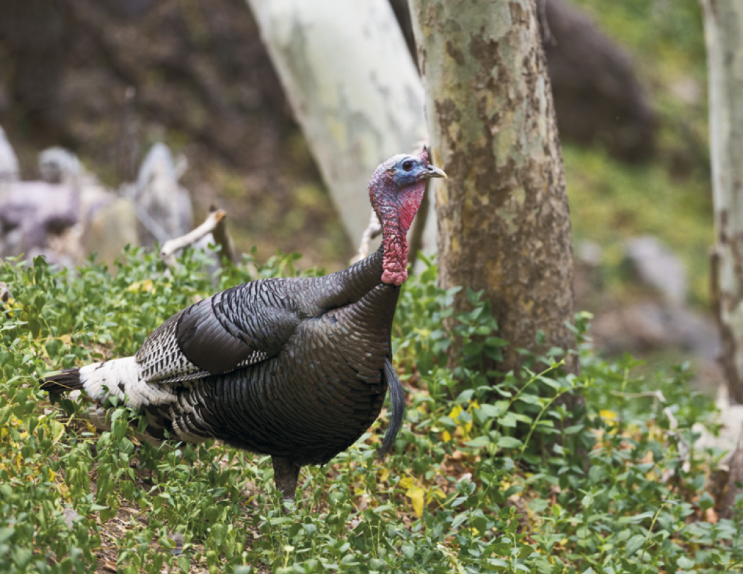 Good Value™ Wildlife Portraits - Spiral Calendar 4