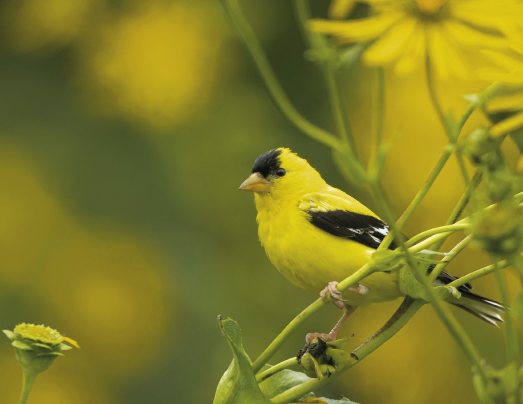 HotLine® Products Songbirds Appointment Calendar - Stapled 34