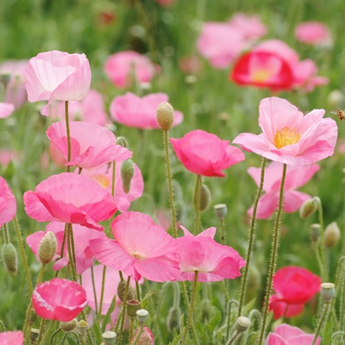 Self Watering Planter 11