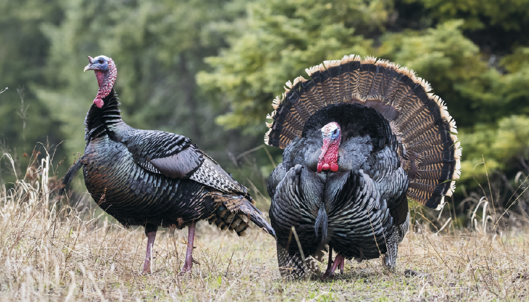 Triumph® Calendars Wildlife Calendar 8